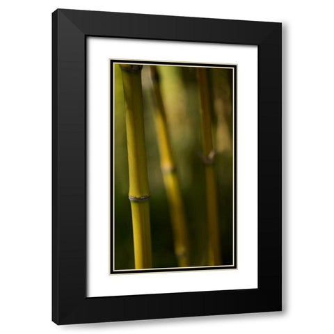 Bamboo Afternoon IX Black Modern Wood Framed Art Print with Double Matting by Crane, Rita