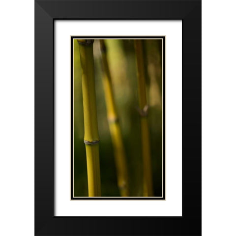 Bamboo Afternoon IX Black Modern Wood Framed Art Print with Double Matting by Crane, Rita