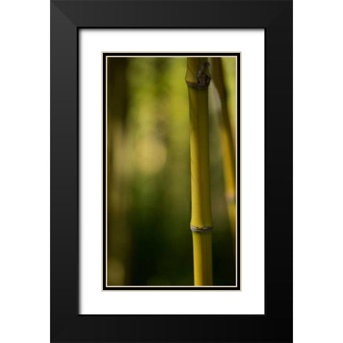 Bamboo Afternoon X Black Modern Wood Framed Art Print with Double Matting by Crane, Rita