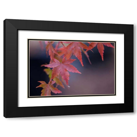 Japanese Maple I Black Modern Wood Framed Art Print with Double Matting by Crane, Rita
