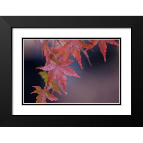 Japanese Maple I Black Modern Wood Framed Art Print with Double Matting by Crane, Rita