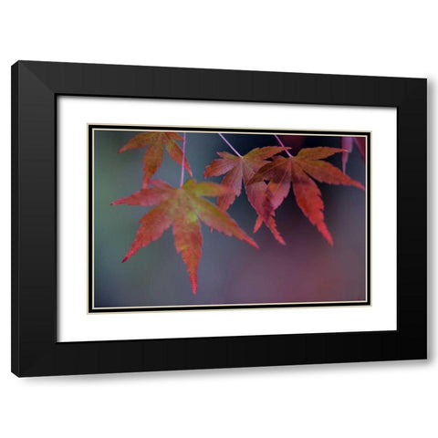 Japanese Maple II Black Modern Wood Framed Art Print with Double Matting by Crane, Rita
