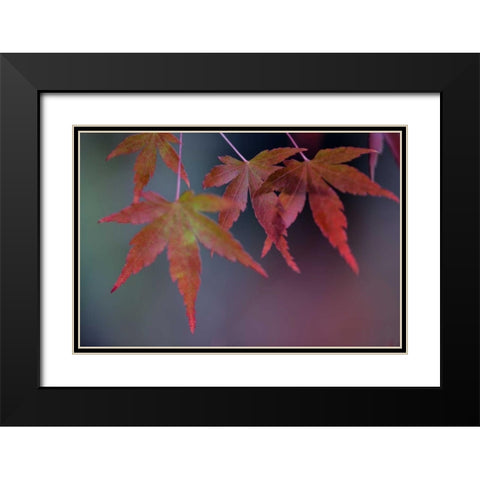 Japanese Maple II Black Modern Wood Framed Art Print with Double Matting by Crane, Rita
