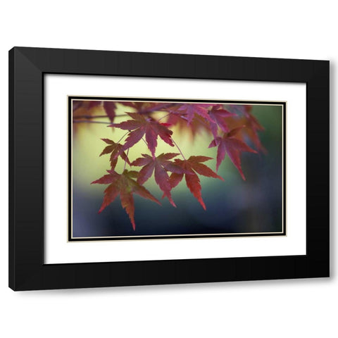 Japanese Maple III Black Modern Wood Framed Art Print with Double Matting by Crane, Rita