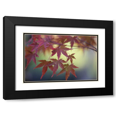 Japanese Maple IV Black Modern Wood Framed Art Print with Double Matting by Crane, Rita