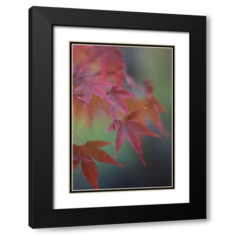 Japanese Maple V Black Modern Wood Framed Art Print with Double Matting by Crane, Rita