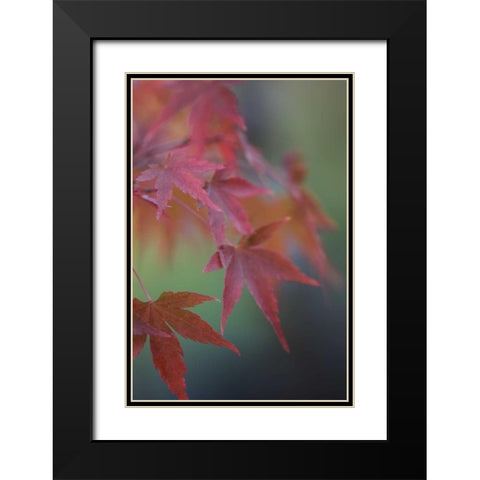 Japanese Maple V Black Modern Wood Framed Art Print with Double Matting by Crane, Rita