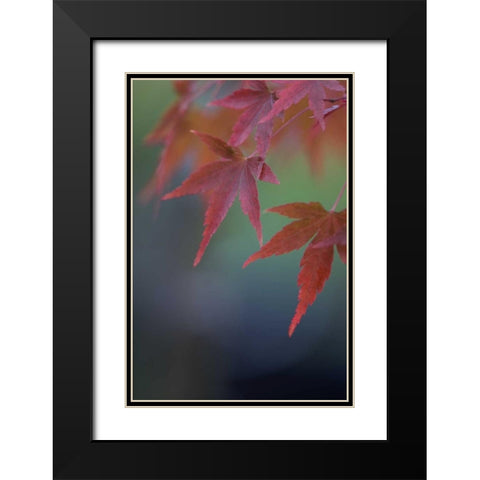 Japanese Maple VI Black Modern Wood Framed Art Print with Double Matting by Crane, Rita