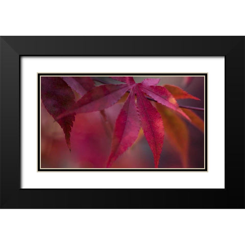 Joyful Maple I Black Modern Wood Framed Art Print with Double Matting by Crane, Rita