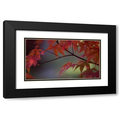 Sunlight Maple II Black Modern Wood Framed Art Print with Double Matting by Crane, Rita