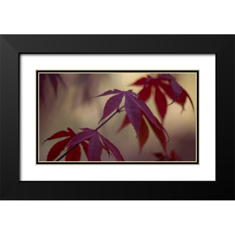 Burgundy Maple II Black Modern Wood Framed Art Print with Double Matting by Crane, Rita