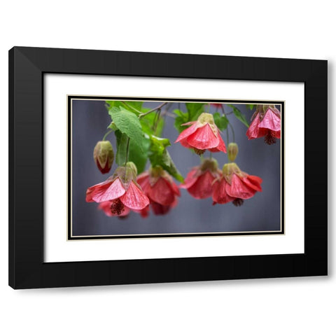 Chinese Lantern I Black Modern Wood Framed Art Print with Double Matting by Crane, Rita