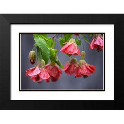 Chinese Lantern I Black Modern Wood Framed Art Print with Double Matting by Crane, Rita