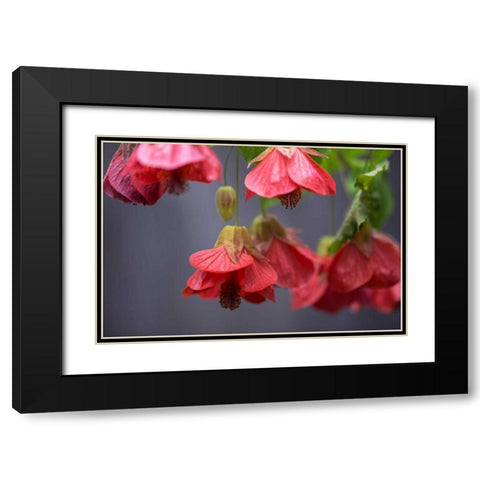 Chinese Lantern II Black Modern Wood Framed Art Print with Double Matting by Crane, Rita