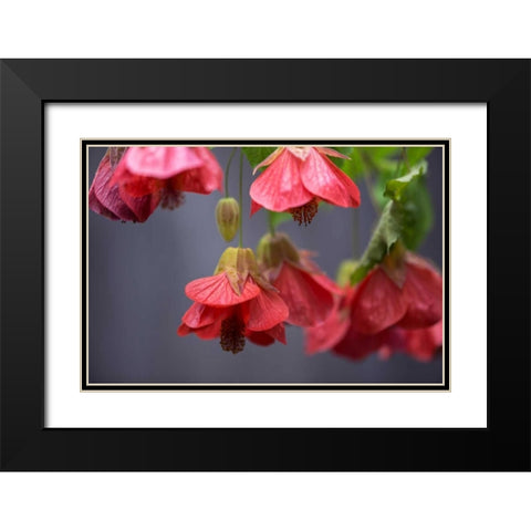 Chinese Lantern II Black Modern Wood Framed Art Print with Double Matting by Crane, Rita