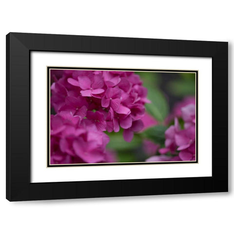 Pink Hydrangeas I Black Modern Wood Framed Art Print with Double Matting by Crane, Rita