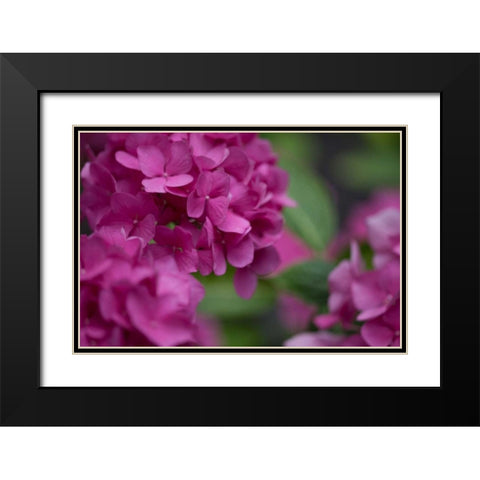 Pink Hydrangeas I Black Modern Wood Framed Art Print with Double Matting by Crane, Rita