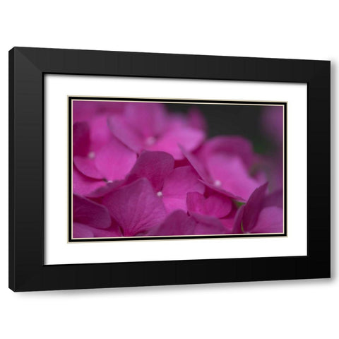 Pink Hydrangeas III Black Modern Wood Framed Art Print with Double Matting by Crane, Rita
