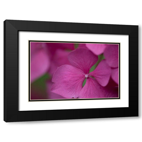 Pink Hydrangeas IV Black Modern Wood Framed Art Print with Double Matting by Crane, Rita