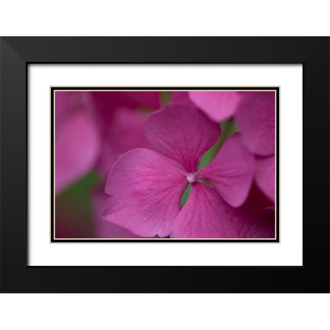 Pink Hydrangeas IV Black Modern Wood Framed Art Print with Double Matting by Crane, Rita