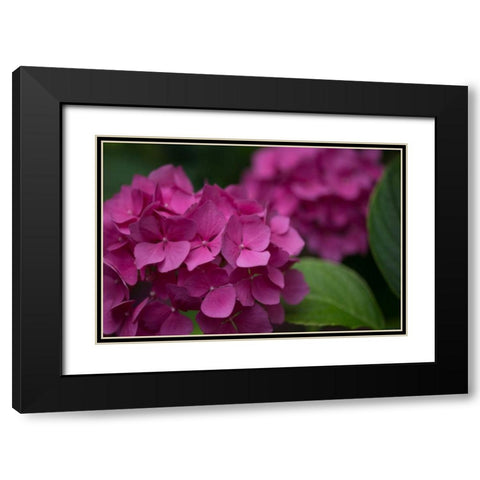 Pink Hydrangeas V Black Modern Wood Framed Art Print with Double Matting by Crane, Rita