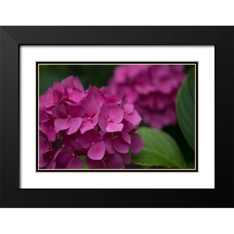 Pink Hydrangeas V Black Modern Wood Framed Art Print with Double Matting by Crane, Rita