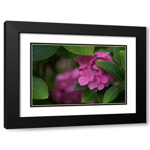 Pink Hydrangeas VI Black Modern Wood Framed Art Print with Double Matting by Crane, Rita