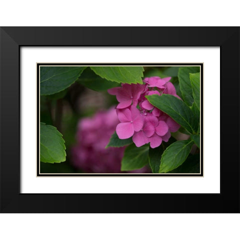 Pink Hydrangeas VI Black Modern Wood Framed Art Print with Double Matting by Crane, Rita