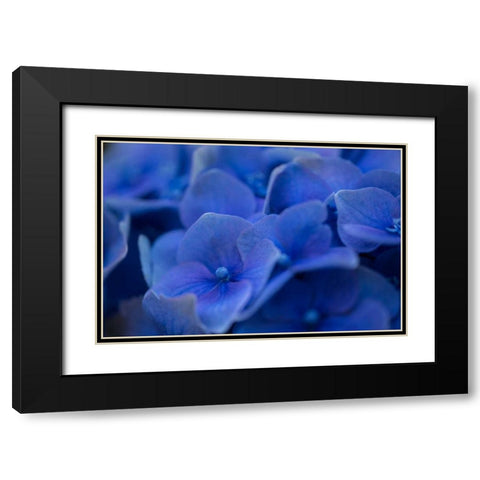 Hydrangea Blues II Black Modern Wood Framed Art Print with Double Matting by Crane, Rita