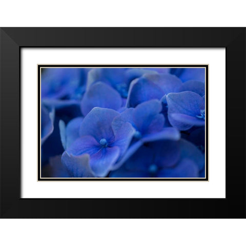 Hydrangea Blues II Black Modern Wood Framed Art Print with Double Matting by Crane, Rita