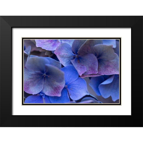 Hydrangea Blues III Black Modern Wood Framed Art Print with Double Matting by Crane, Rita