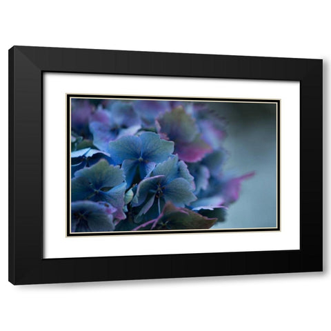 Autumn Hydrangea III Black Modern Wood Framed Art Print with Double Matting by Crane, Rita