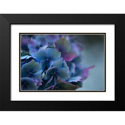 Autumn Hydrangea III Black Modern Wood Framed Art Print with Double Matting by Crane, Rita