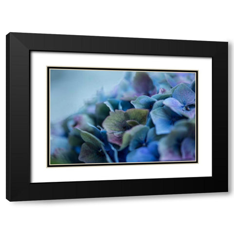 Autumn Hydrangea IV Black Modern Wood Framed Art Print with Double Matting by Crane, Rita