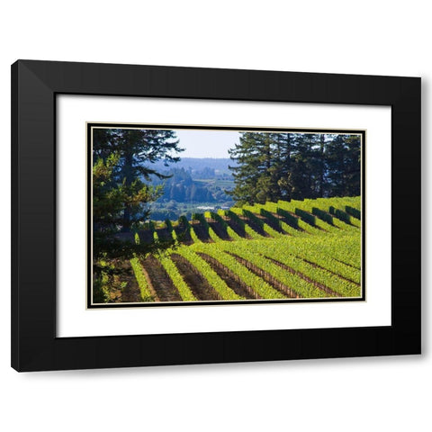 Sunlit Vineyard I Black Modern Wood Framed Art Print with Double Matting by Crane, Rita