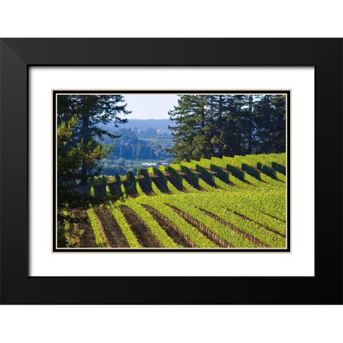 Sunlit Vineyard I Black Modern Wood Framed Art Print with Double Matting by Crane, Rita