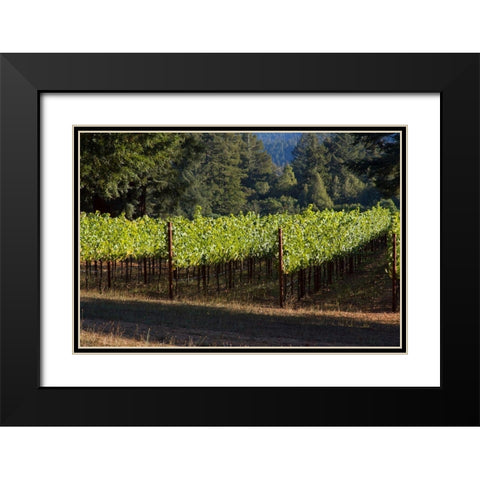 Sunlit Vineyard II Black Modern Wood Framed Art Print with Double Matting by Crane, Rita