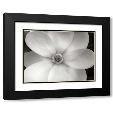 Magnolia II Black Modern Wood Framed Art Print with Double Matting by Christensen, Jim
