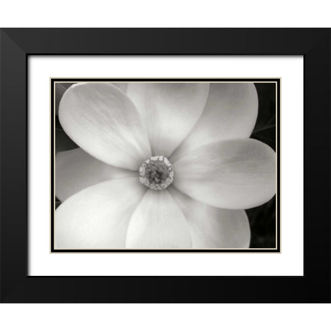 Magnolia II Black Modern Wood Framed Art Print with Double Matting by Christensen, Jim