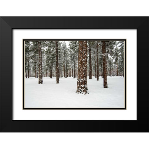 Ponderosa Forest Black Modern Wood Framed Art Print with Double Matting by Hellmann, Stan