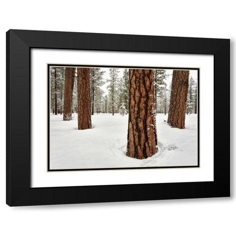 Four Ponderosas Black Modern Wood Framed Art Print with Double Matting by Hellmann, Stan
