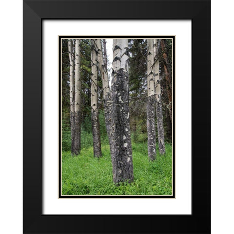 Birch Stand Black Modern Wood Framed Art Print with Double Matting by Hellmann, Stan