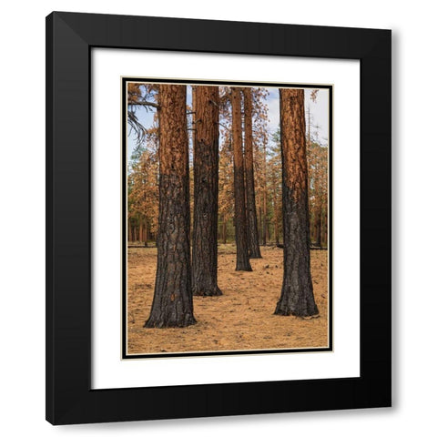 Ponderosa Forest after Fire Black Modern Wood Framed Art Print with Double Matting by Hellmann, Stan
