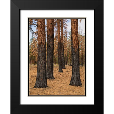 Ponderosa Forest after Fire Black Modern Wood Framed Art Print with Double Matting by Hellmann, Stan