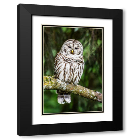 Einstein II Black Modern Wood Framed Art Print with Double Matting by Hellmann, Stan