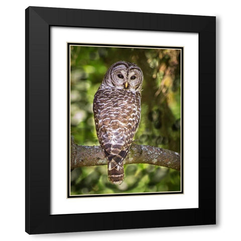 Einstein III Black Modern Wood Framed Art Print with Double Matting by Hellmann, Stan