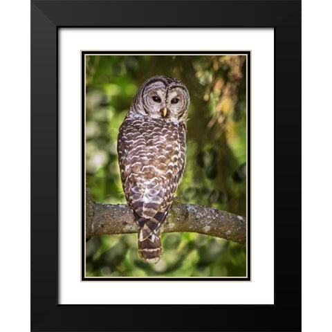 Einstein III Black Modern Wood Framed Art Print with Double Matting by Hellmann, Stan