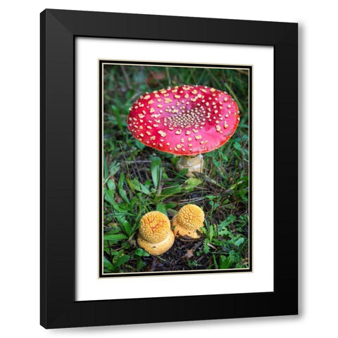 Amanita Muscaria Black Modern Wood Framed Art Print with Double Matting by Hellmann, Stan