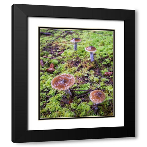 Mushrooms Black Modern Wood Framed Art Print with Double Matting by Hellmann, Stan