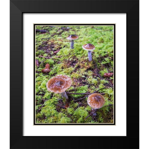 Mushrooms Black Modern Wood Framed Art Print with Double Matting by Hellmann, Stan